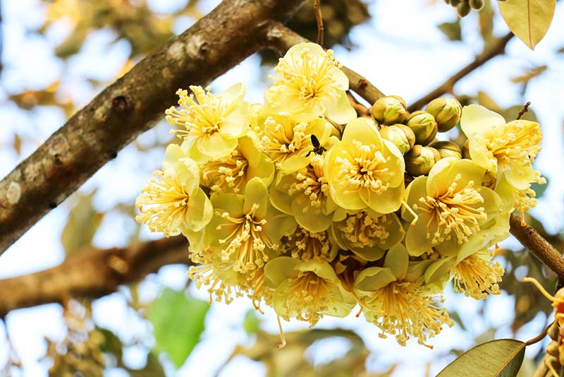 Quy trình xử lý ra hoa trên cây sầu riêng