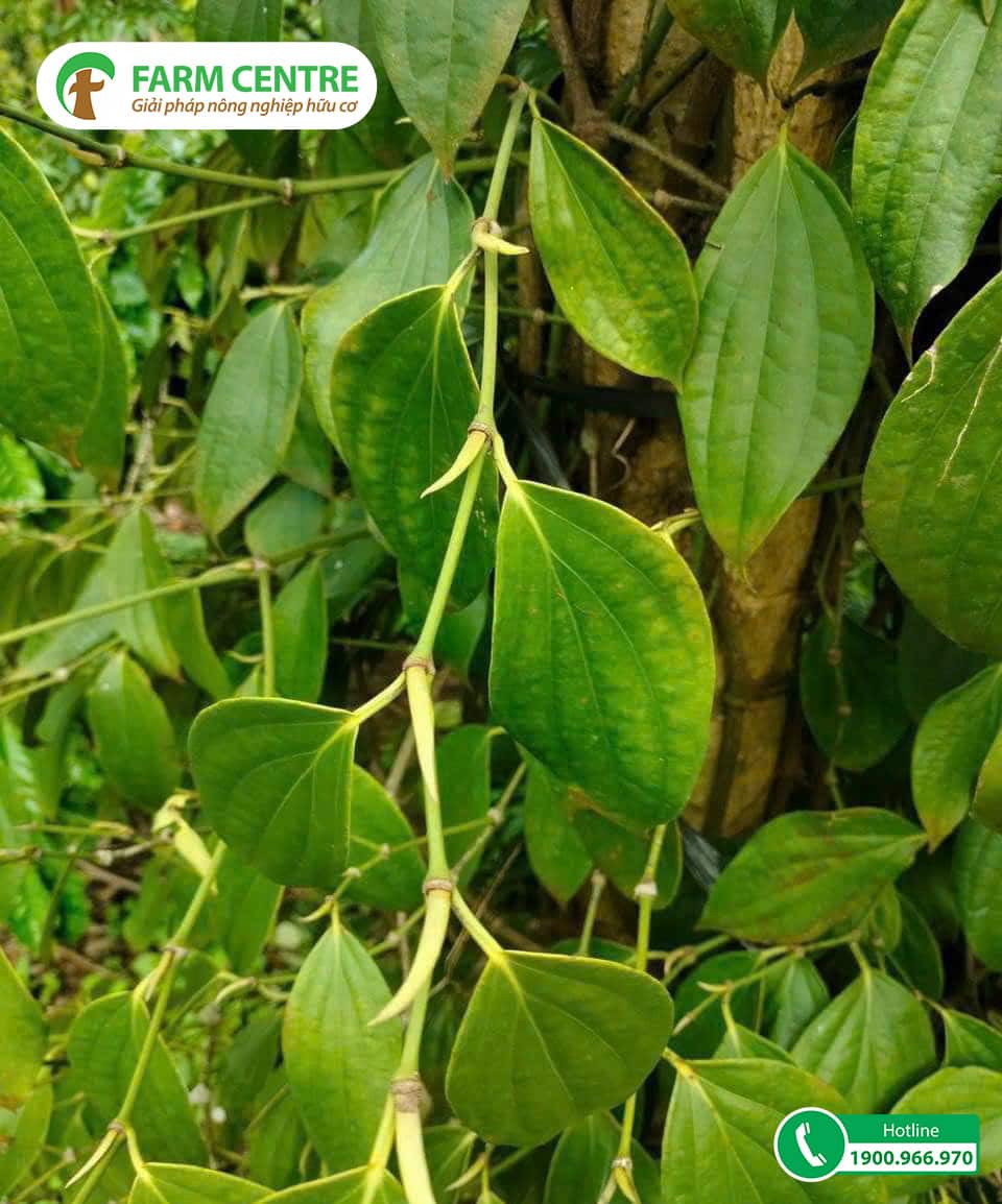 Kỹ thuật kích bông trên tiêu